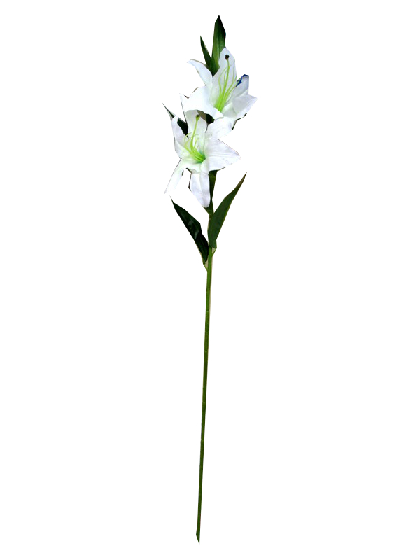 Image of Double Headed White Lily Single Stem Pk24
