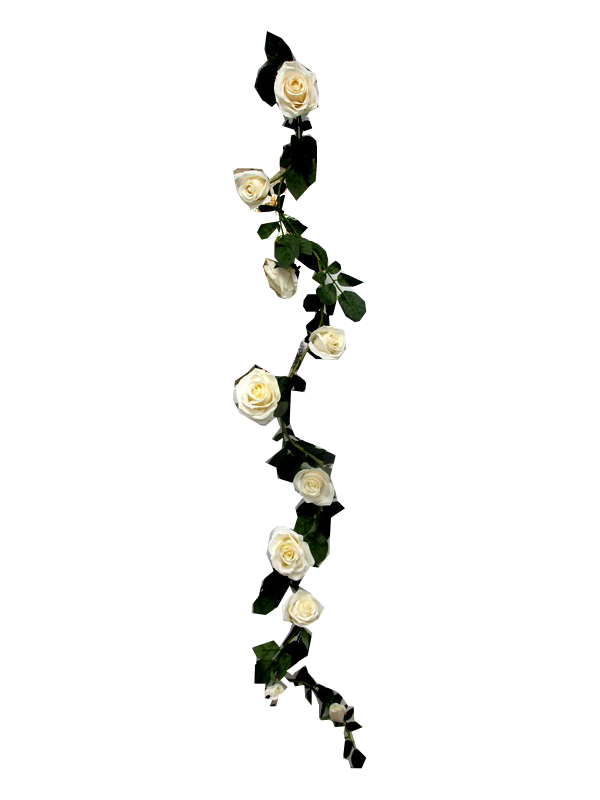 Image of White Rose Garland Pk12 165cm  Long