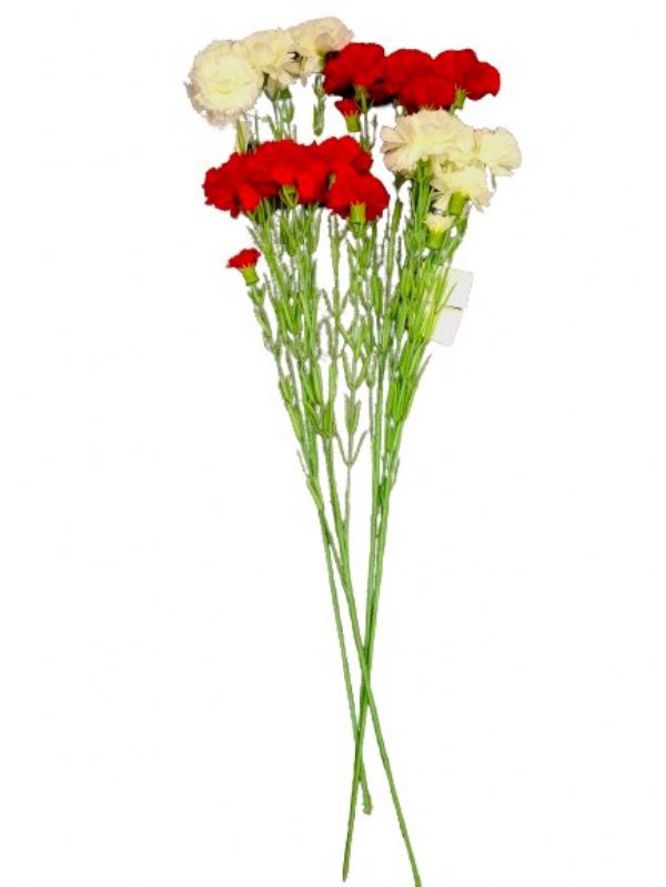 Image of Long Stem Red/white Carnation Bunch Pk24