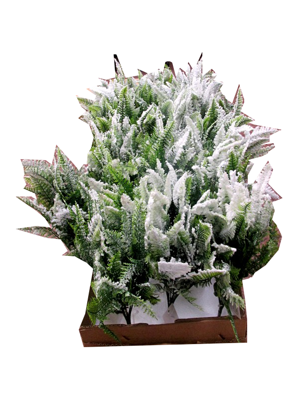 Image of Frosted Forest Fern Bunch Pk24