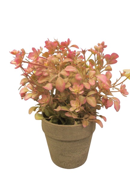 Image of Pretty In Pink Flower In Pot Pk6