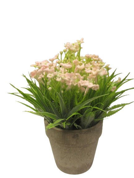 Image of Pink Blossom Flower In Pot Pk6