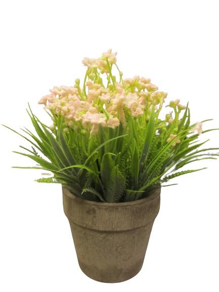 Image of Blossom Fern Flower In Pot Pk6