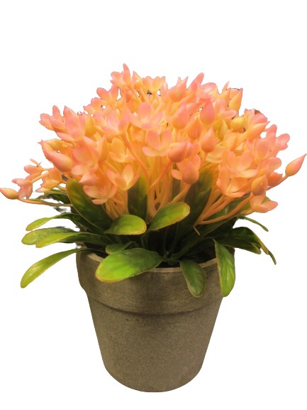 Image of Pink Wildfire Flower In Pot Pk6