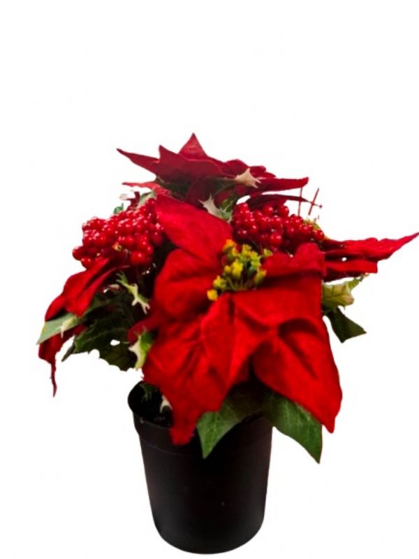 Photo of Poinsetta 9 Stem Plant Pot Pk12