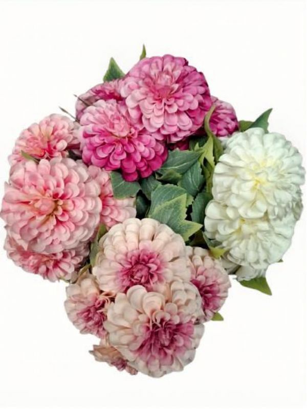 Photo of Large Pompom Dahlias 4 Asst Colors Pk 12