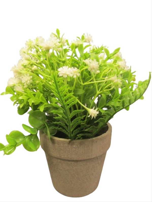 Photo of Carla Fern Flower In  Pot Pk6